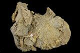 Agatized Fossil Coral Geode - Florida #188092-1